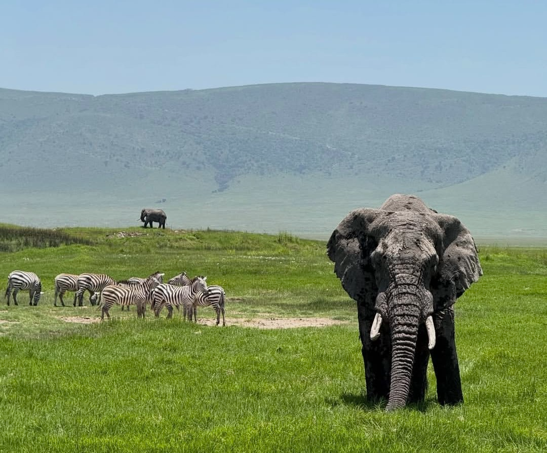Ngorongoro